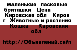 маленькие, ласковые бриташки › Цена ­ 1 500 - Кировская обл., Киров г. Животные и растения » Кошки   . Кировская обл.